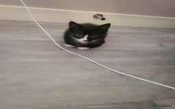 Mixed Breed cats for sale: ***REDUCED READY TO LEAVE*** - Image 2