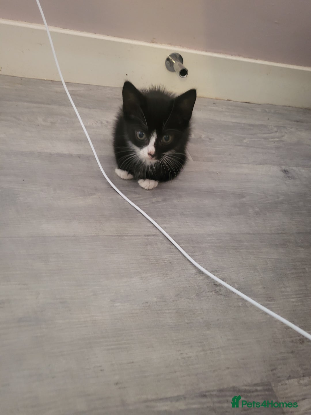Mixed Breed cats for sale: ***REDUCED READY TO LEAVE*** - Image 2