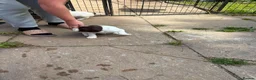 English Springer Spaniel dogs for sale: KC Reg Springer Spaniel Puppies - Horsham in Horsham - Advert 24