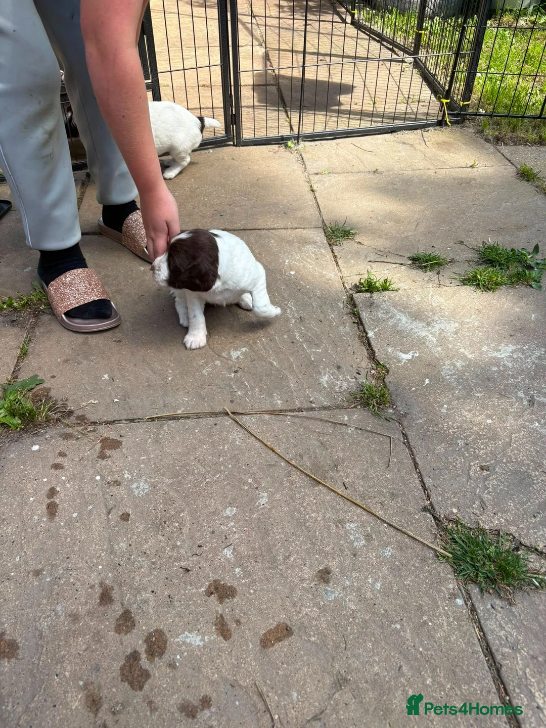 English Springer Spaniel dogs for sale: KC Reg Springer Spaniel Puppies - Horsham in Horsham - Advert 24