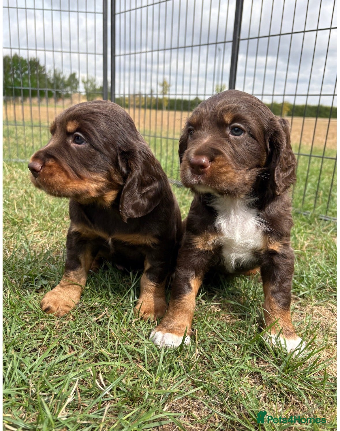 Sprocker dogs Fully Health Tested F1 Sprocker Spaniels - Advert 1