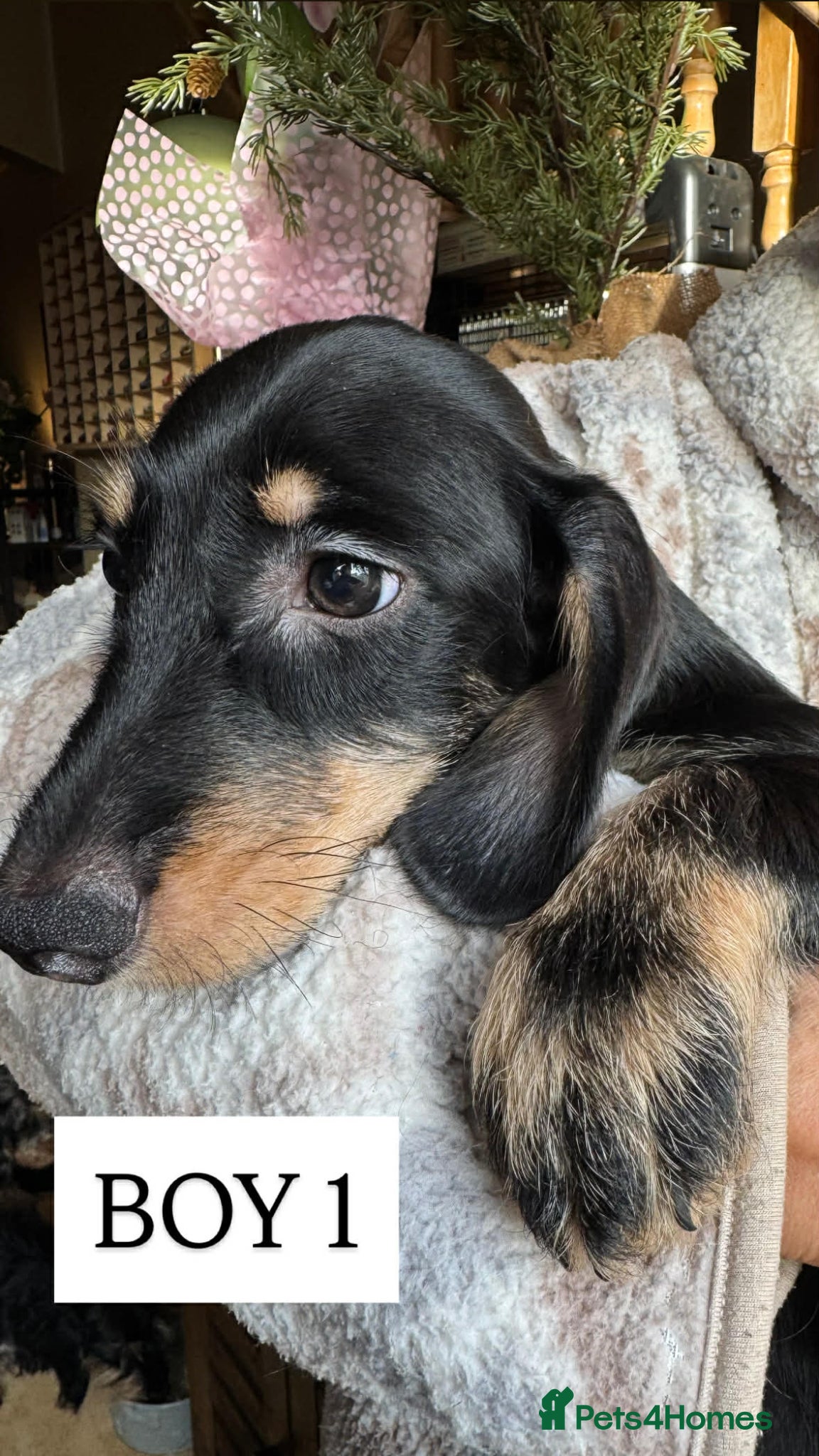 Mixed Breed dogs Dachund cross Bichon - Advert 2