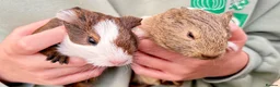 Guinea Pig rodents for sale: Baby guineas for sale - Advert 4