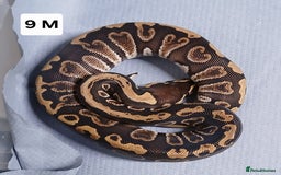 Python Snake reptiles for sale: Royal Python Morph Hatchlings  - Image 18