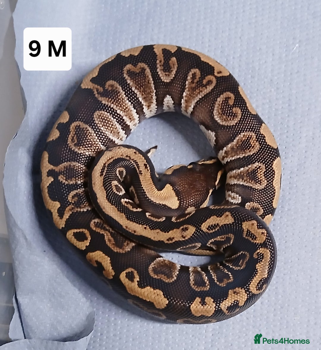 Python Snake reptiles for sale: Royal Python Morph Hatchlings  - Image 18