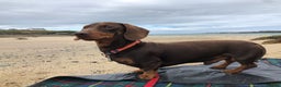 Miniature Dachshund dogs for stud: 4kg KC tiny expert STUD solid genes 100% record in Rochdale - Advert 11