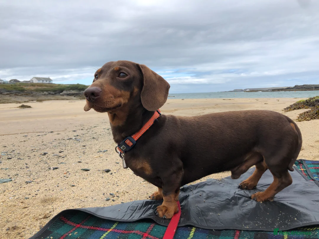 Miniature Dachshund dogs for stud: 4kg KC tiny expert STUD solid genes 100% record in Rochdale - Advert 11