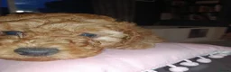 Cockapoo dogs for sale: Ready now- F1b Miniature Cockapoo Pup Charlie  - Advert 18