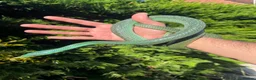 Rat Snake reptiles for sale: Rhinoceros RatSnake - Rare Beauty - Advert 6