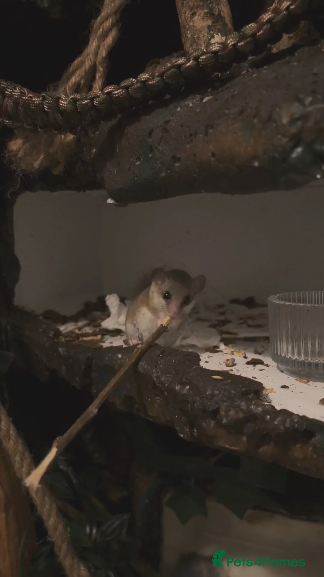 Mixed Breed rodents for sale: Breeding pair of dormice and custom enclosure  - Advert 2