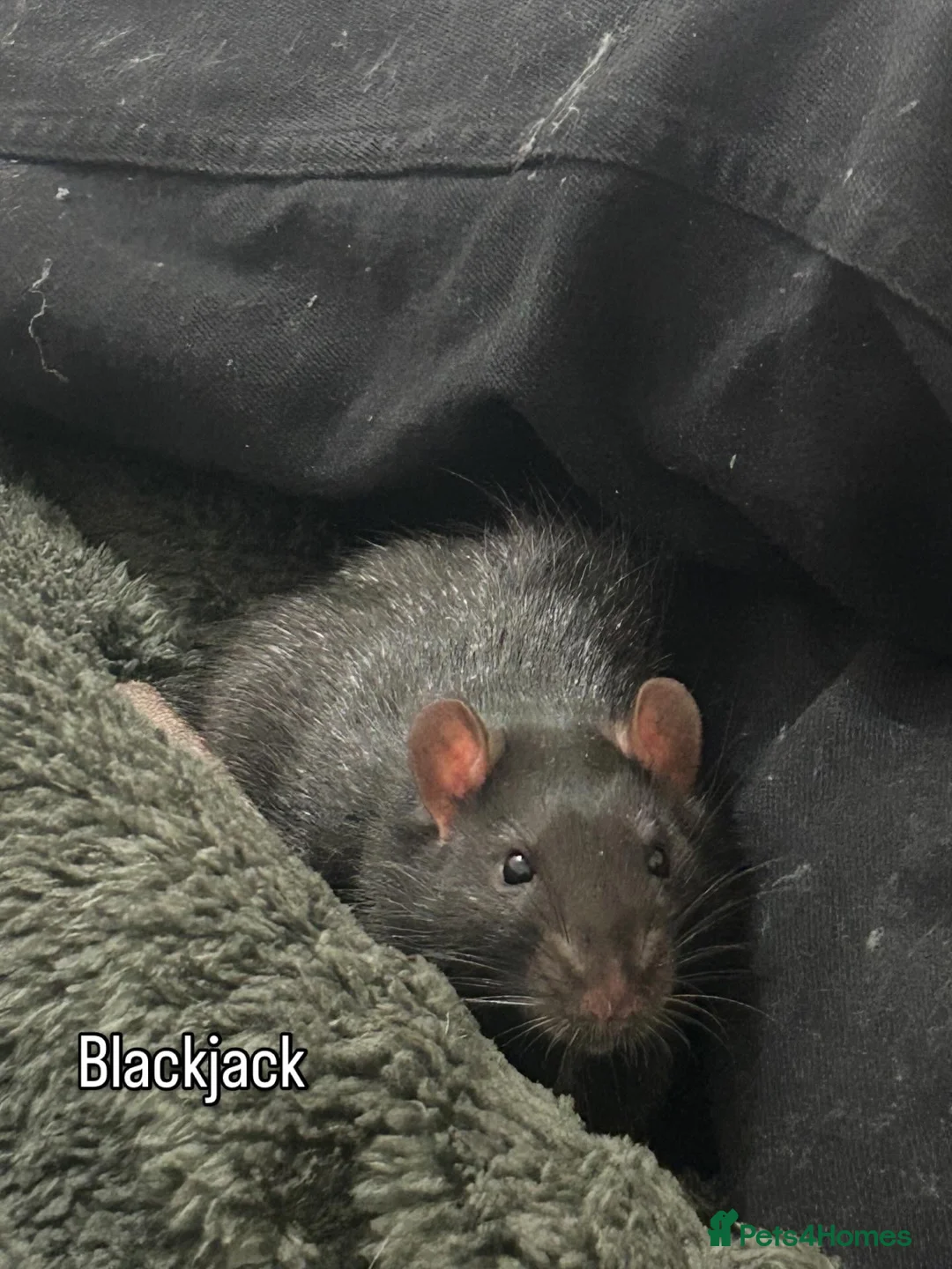 Rat rodents for sale: Ratties  - Advert 2