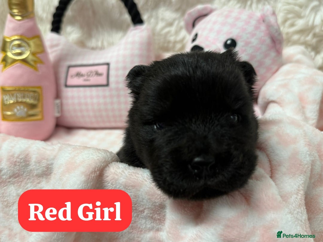 Chow Chow dogs for sale: 🏆 ** Just one Teddy Bear remaining  ** 🏆 - Advert 20