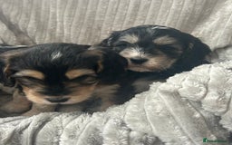 Cockapoo dogs for sale: Cockapoo Puppies - Image 21