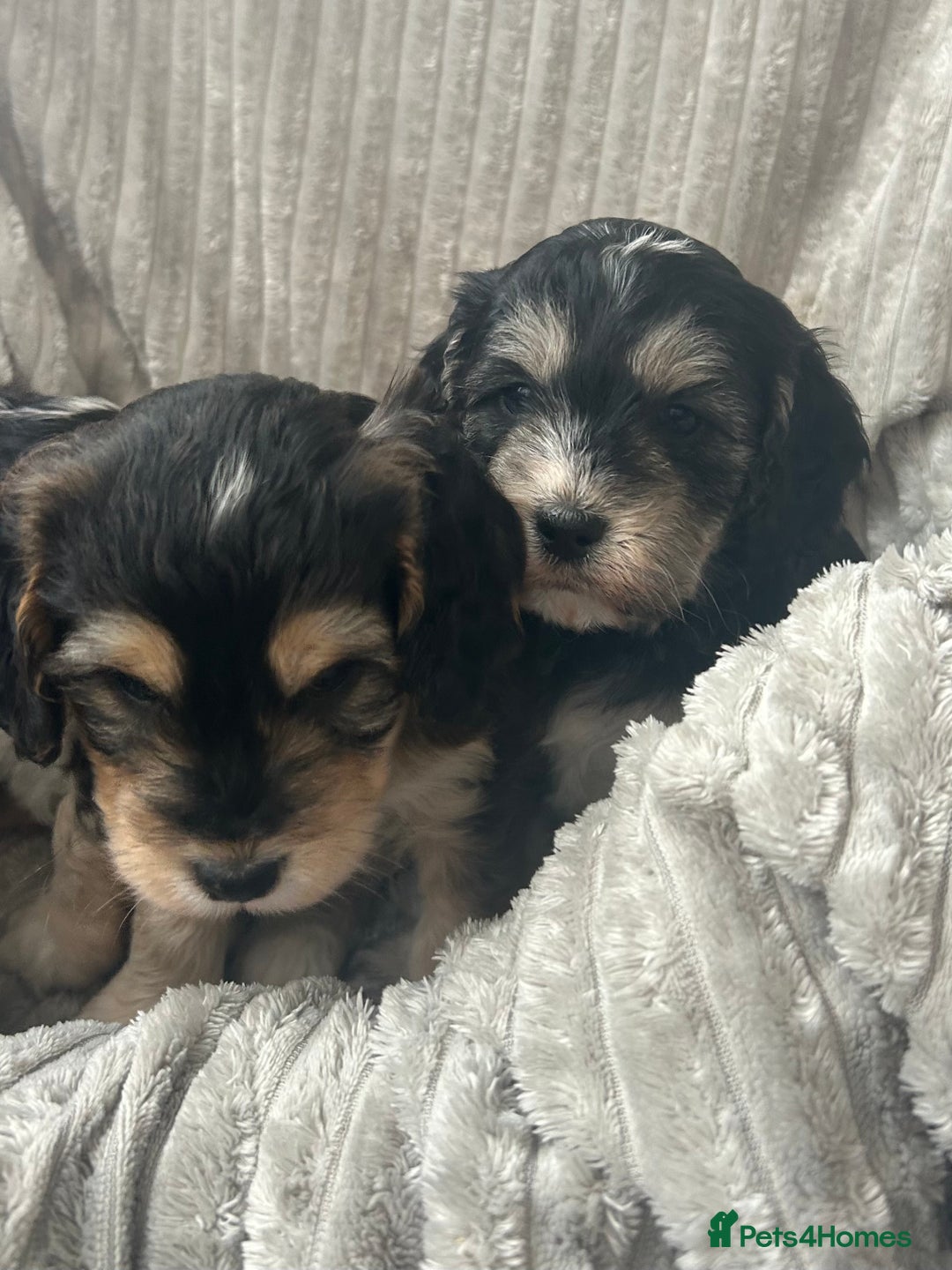 Cockapoo dogs for sale: Cockapoo Puppies - Image 21