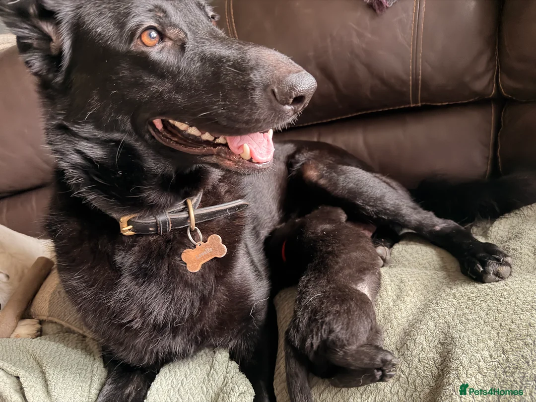 Mixed Breed dogs for sale: German shepherd x border collie (Shollie) - Advert 3