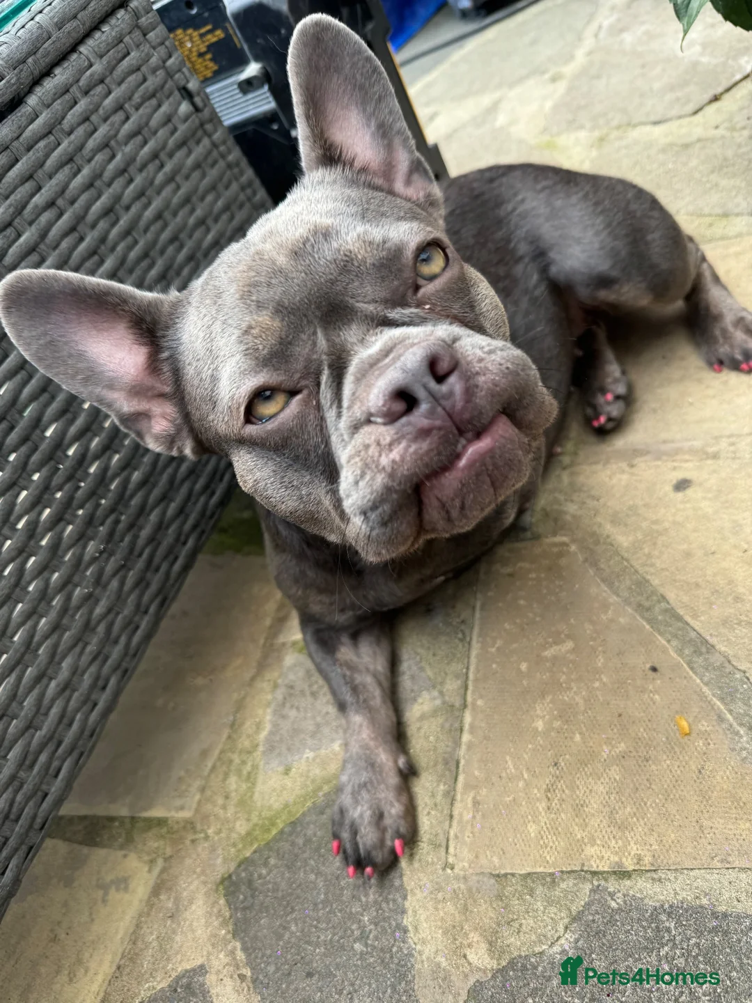 French Bulldog dogs for sale: 2 year old girl French bulldog called Nala  - Advert 8