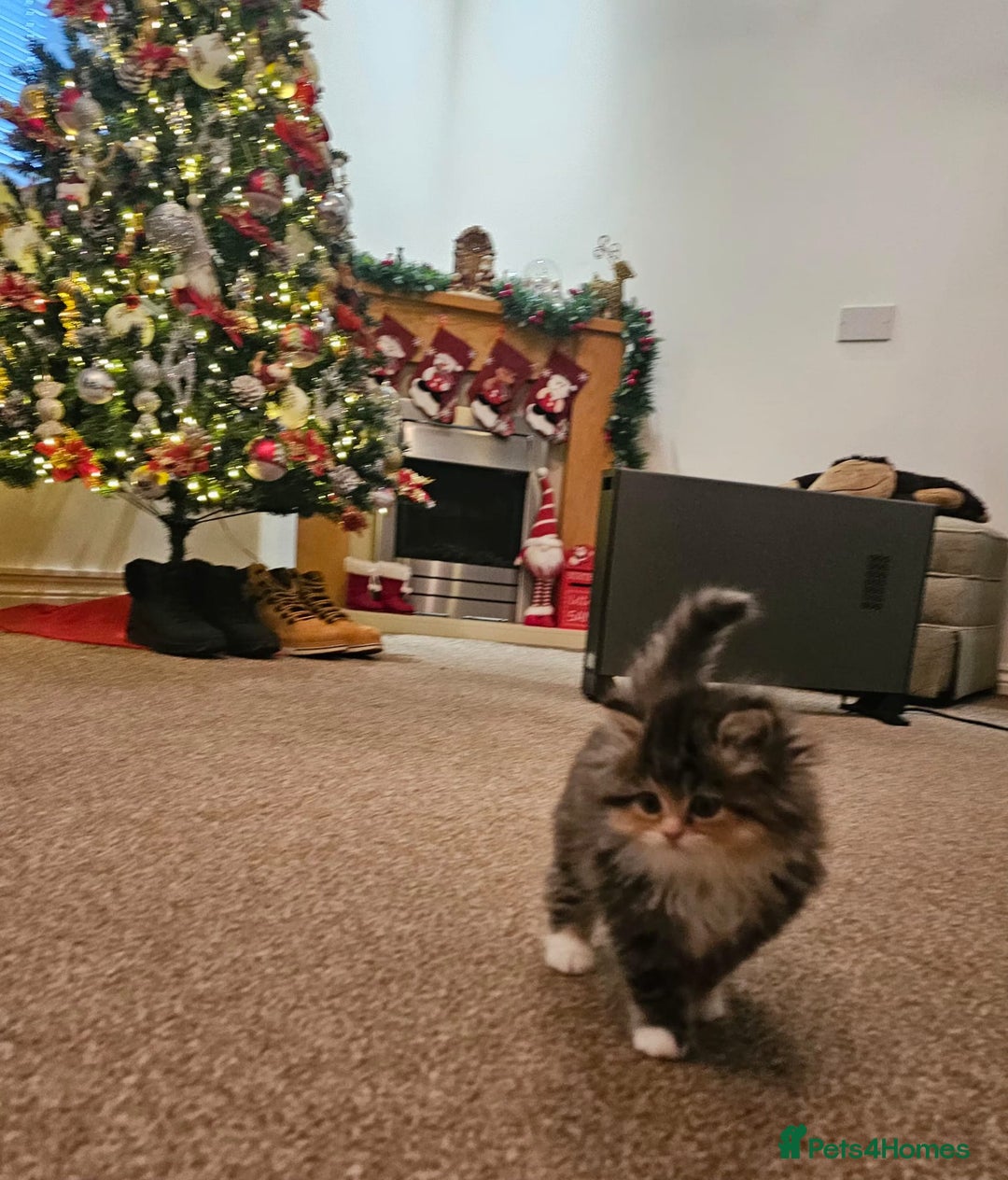 Persian cats for sale: Rare and Stunning Persian Girl  - Advert 16