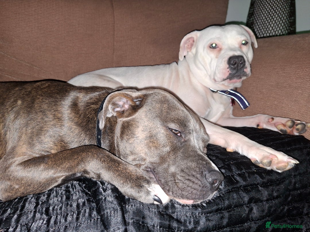 Mixed Breed dogs for sale: Looking for a safe, loving home for one dog - Advert 15