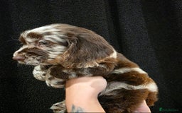 Cocker Spaniel dogs for sale: Cocker Spaniel puppies - Advert 3