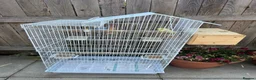Lovebirds birds for sale: Budgies in Northampton - Advert 4