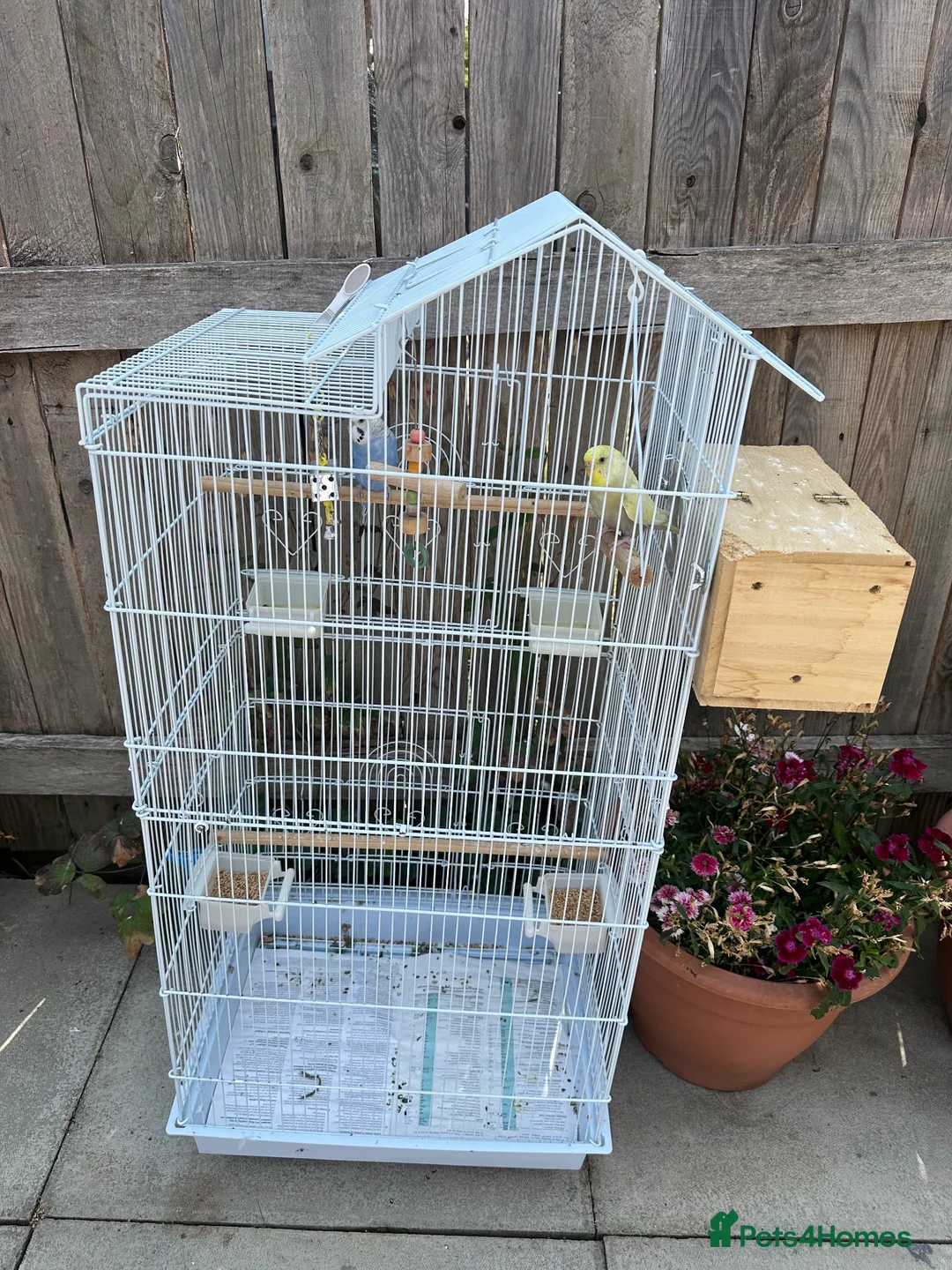 Lovebirds birds for sale: Budgies in Northampton - Advert 4