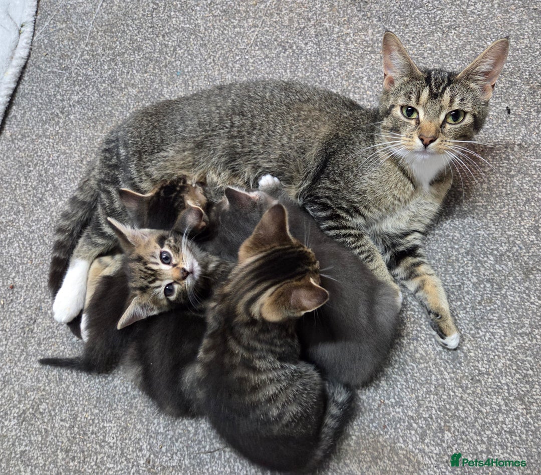 Mixed Breed cats for sale: Beautiful kittens  - Image 11