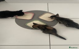 American Shorthair cats for sale: 2 kittens  - Image 7