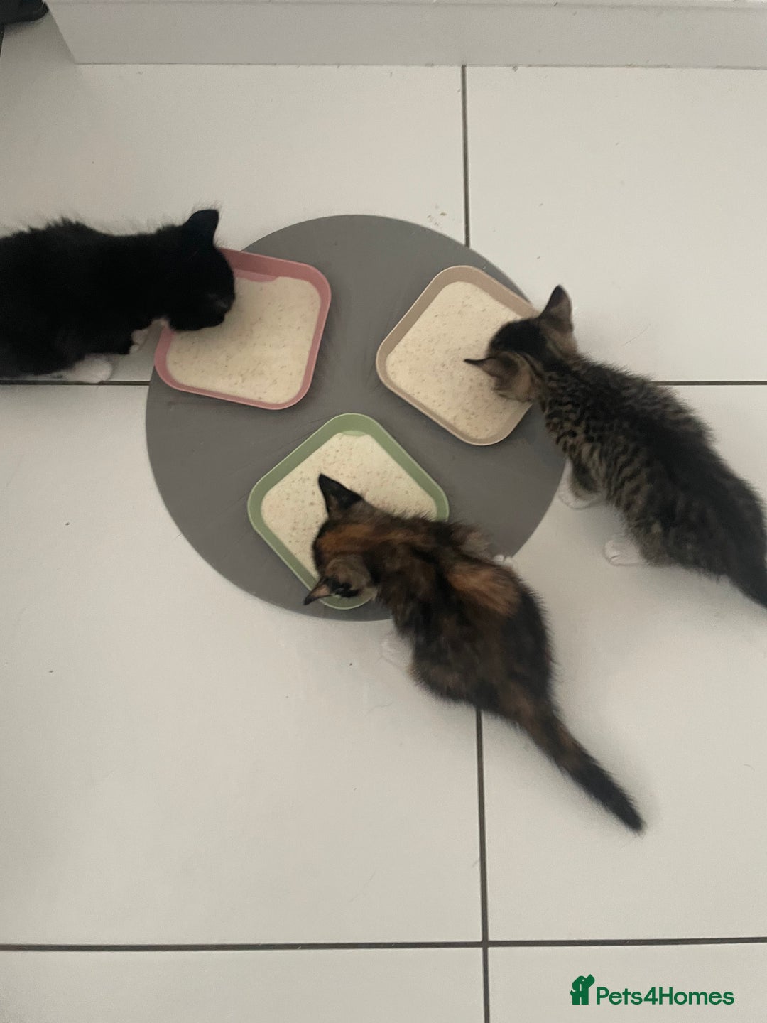 American Shorthair cats for sale: 2 kittens  - Image 7