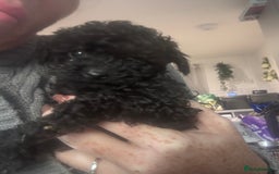 Yorkiepoo dogs for sale: 1 beautiful yorkiepoo ready to leave 🥰🥰 - Image 26