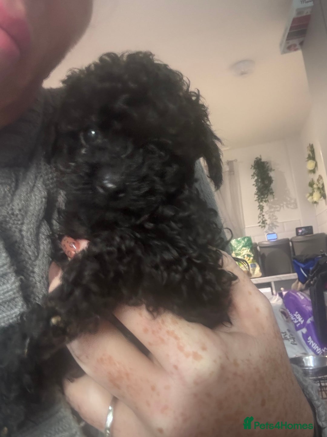 Yorkiepoo dogs for sale: 1 beautiful yorkiepoo ready to leave 🥰🥰 - Image 26