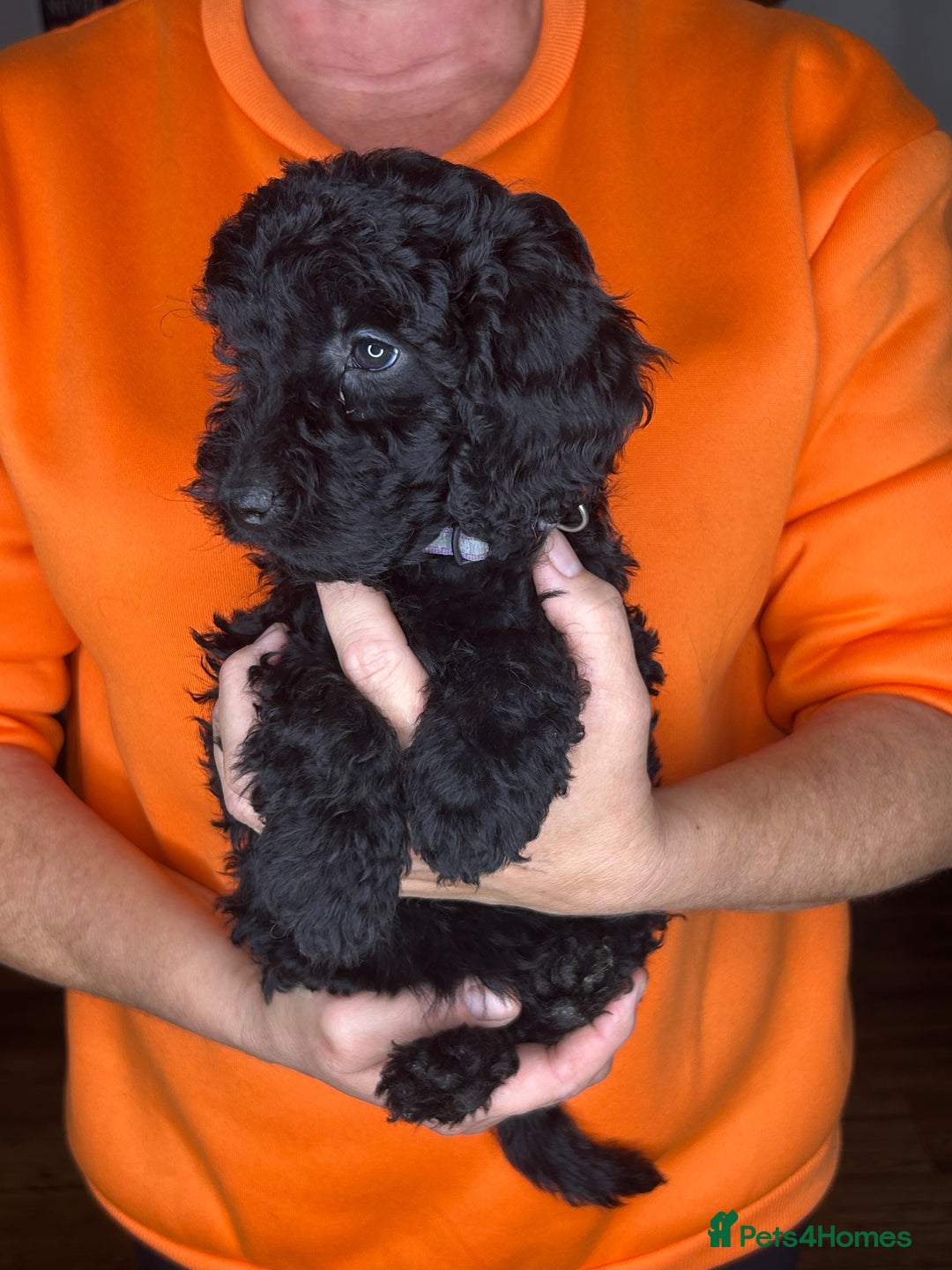Cockapoo dogs for sale: ONLY 2  LEFT OUTSTANDING TINY MINITURE COCKAPOOS  - Image 24