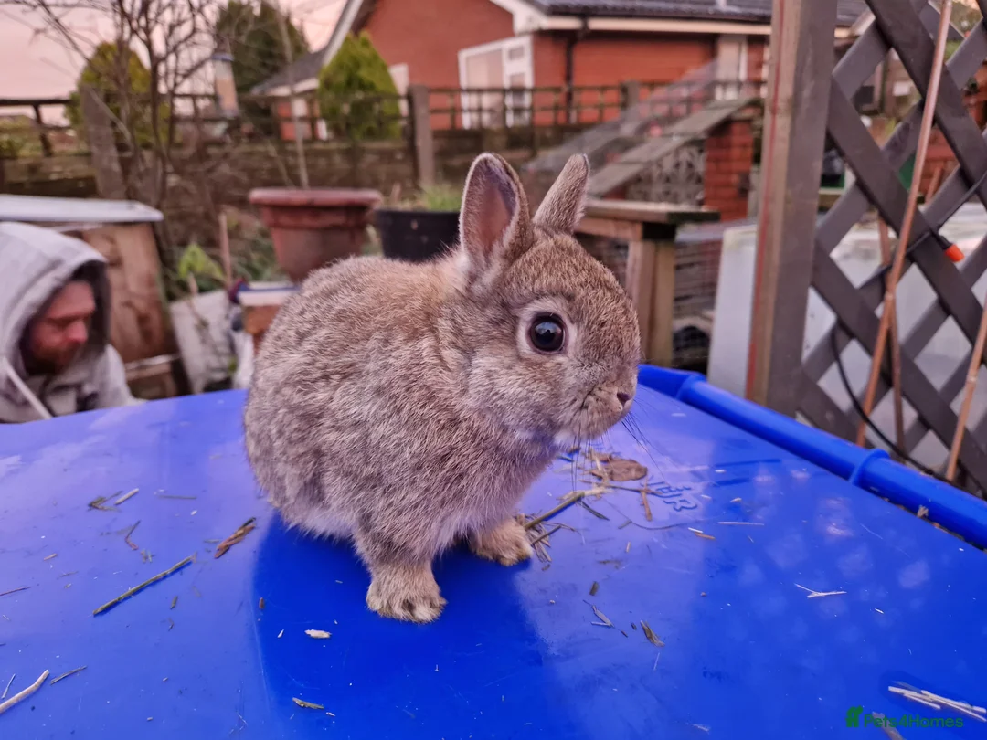 Netherland Dwarf rabbits for sale: Adorably Cute Baby Netherland Dwarves- M and F  - Advert 16