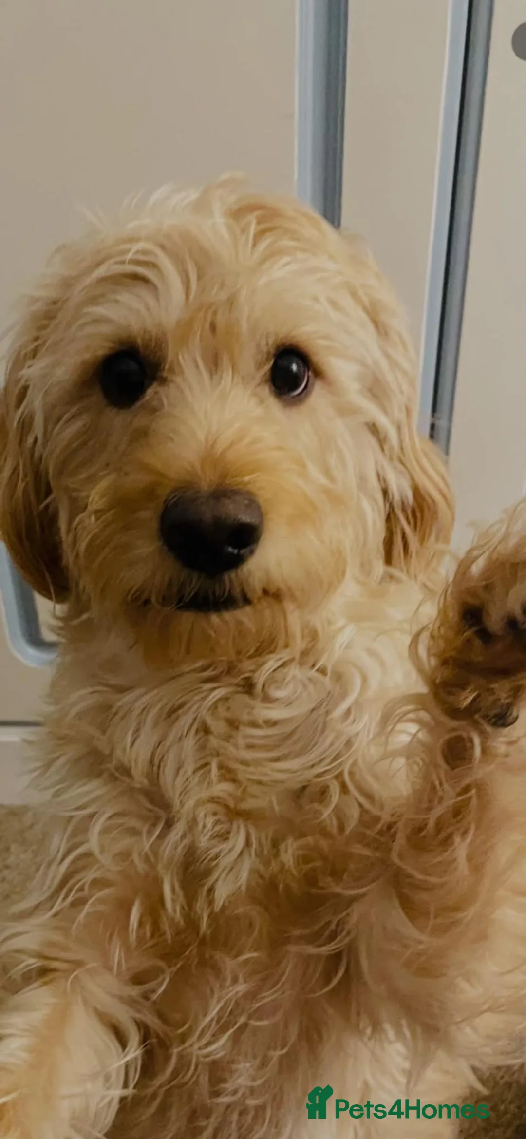 Labradoodle dogs for stud: Labradoole  in Erith - Advert 2
