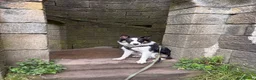Border Collie dogs for sale: Male border collie  in Wigan - Advert 4