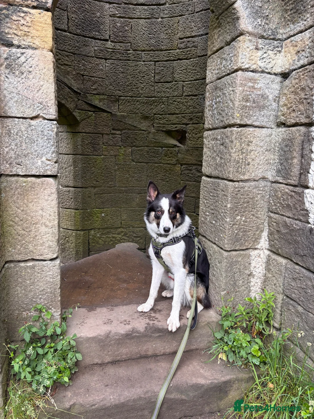 Border Collie dogs for sale: Male border collie  in Wigan - Advert 4