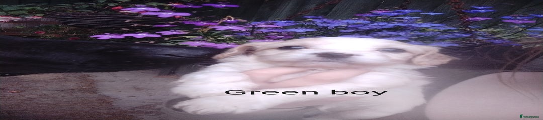 Green boy