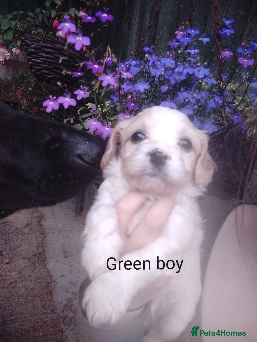 Cavachon dogs for sale: Gorgeous F1 cavachons for sale - Image 3