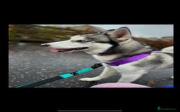 Siberian Husky dogs for sale: ❌REHOMING❌3 year old Siberian husky - Image 2