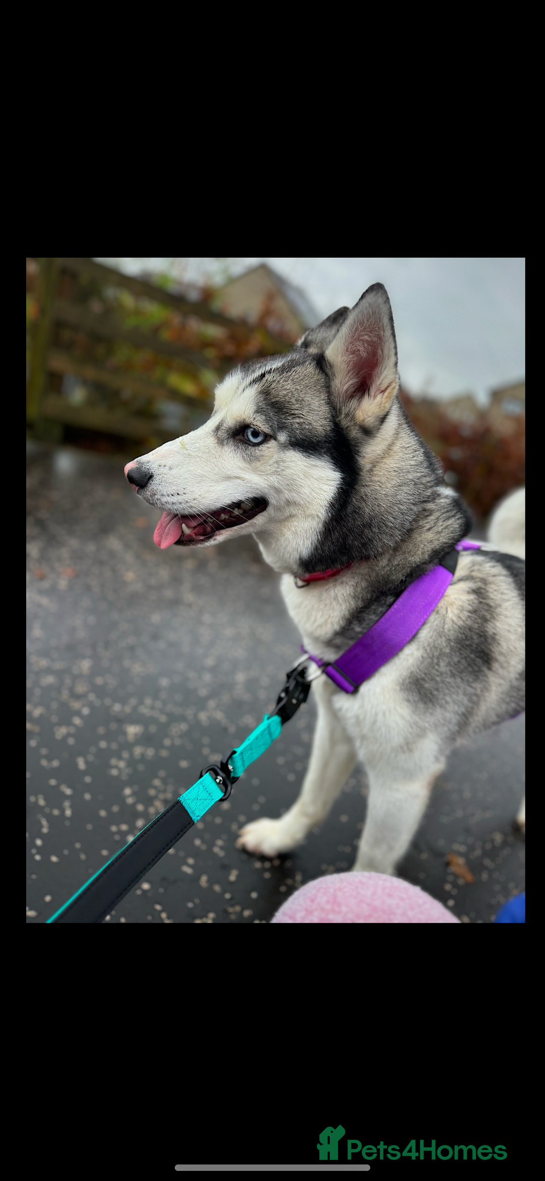Siberian Husky dogs for sale: ❌REHOMING❌3 year old Siberian husky - Image 2