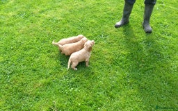 Cocker Spaniel dogs for sale: Cocker Spaniel Puppies - Image 9