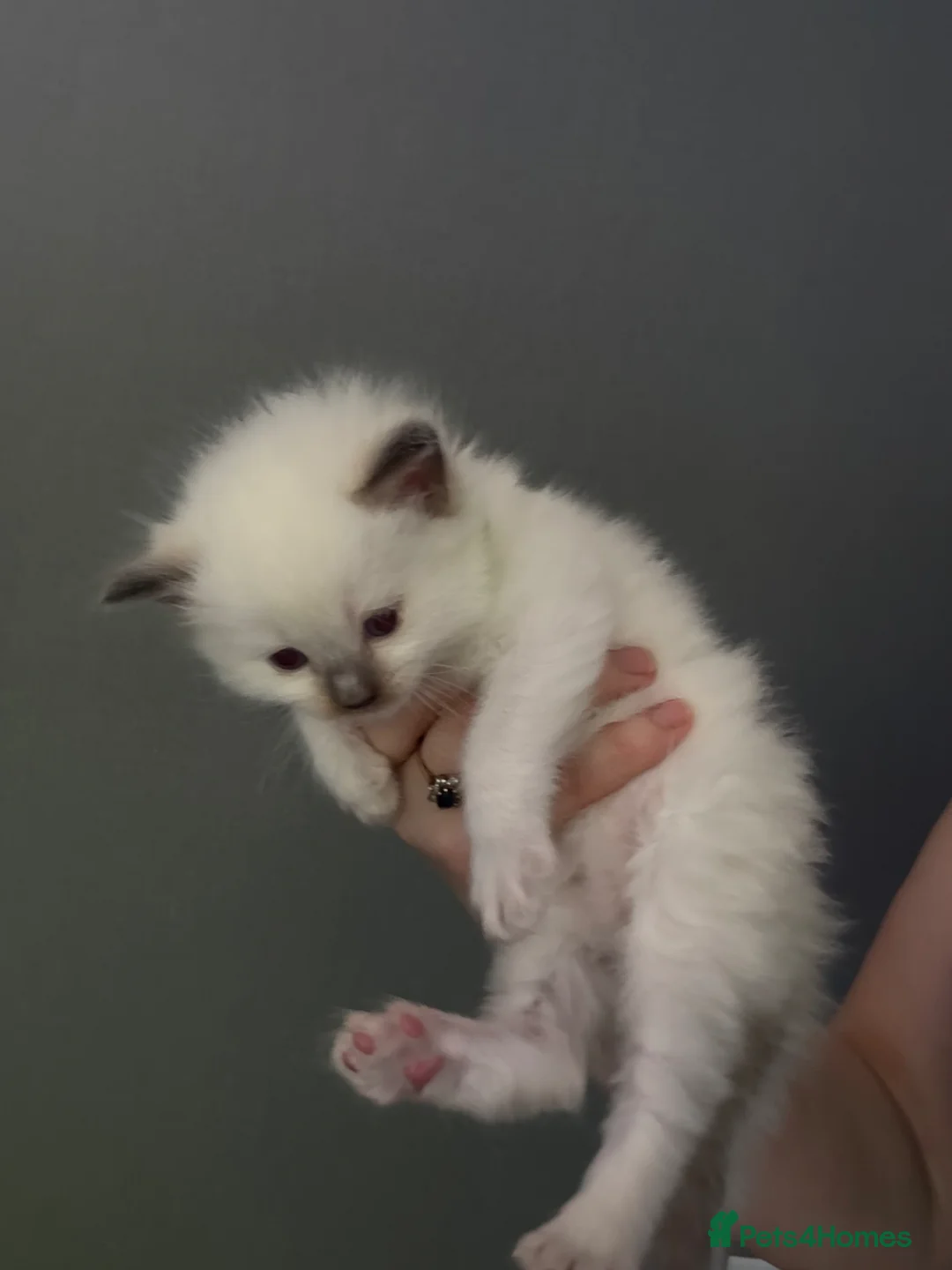 Ragdoll cats for sale: 4 Beautiful blue eyed Ragdolls  - Advert 9