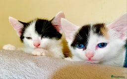 British Shorthair cats for sale: AVAILABLE 2 Beautifulbou kittens identical twins  - Image 23