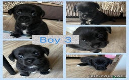 Mixed Breed dogs for sale: 🐶 Beautiful Jack x Chihuahua puppy’s 🐶 - Image 4