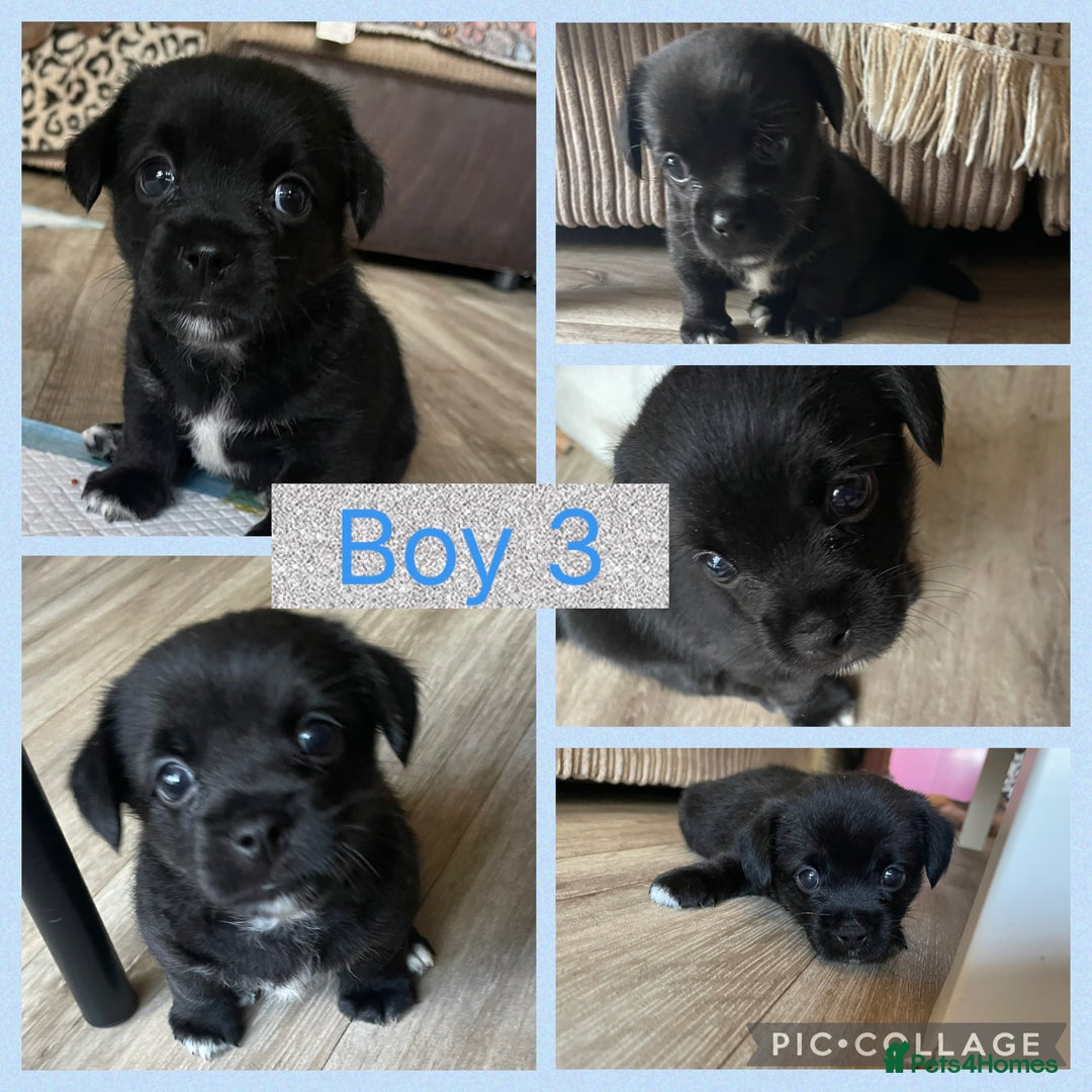 Mixed Breed dogs for sale: 🐶 Beautiful Jack x Chihuahua puppy’s 🐶 - Image 4