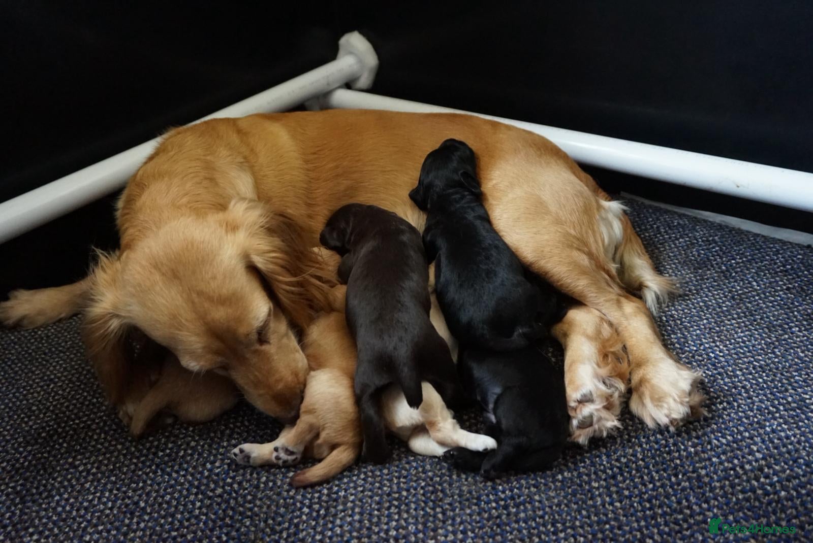 Cocker Spaniel dogs Cocker Spaniel puppies - Advert 1