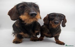 Dachshund dogs for sale: KC Standard Wire-haired Dachshund puppies - Image 10