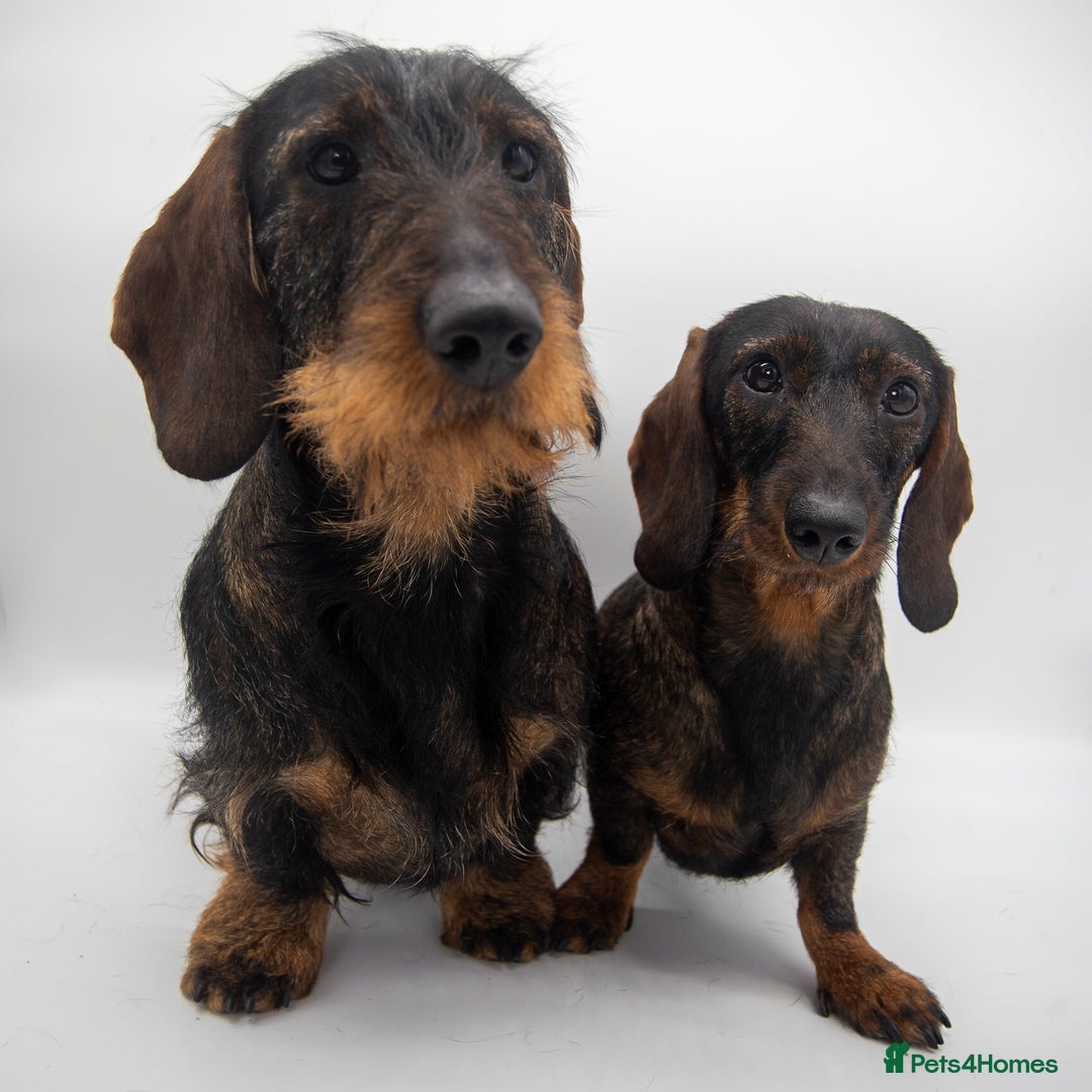 Dachshund dogs for sale: KC Standard Wire-haired Dachshund puppies - Image 10