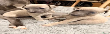 Whippet Puppy Yellow 