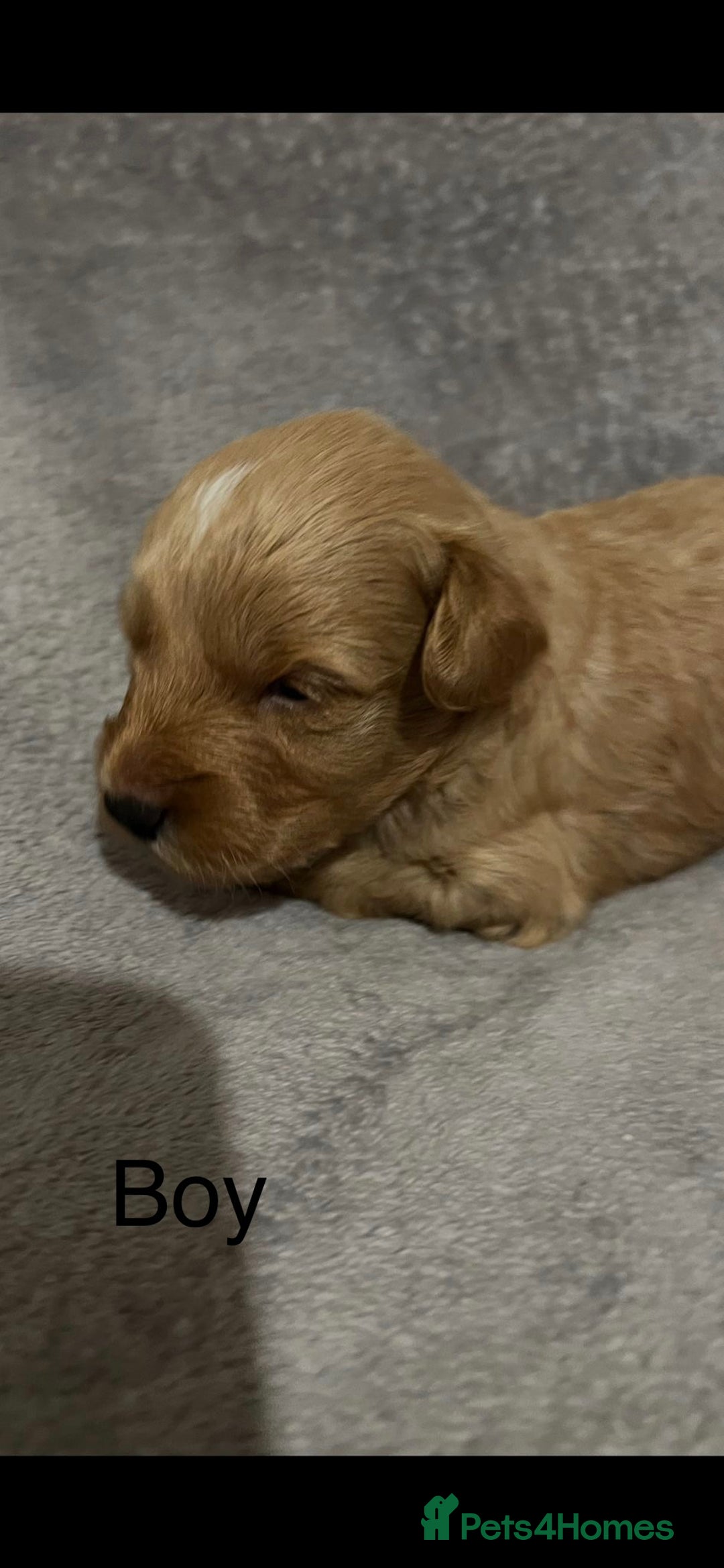 Schnoodle dogs for sale: Gorgeous American Toy Schnoodle Puppies For Sale - Advert 2