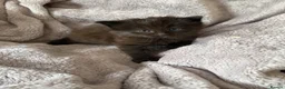 Ragdoll cats for sale: Ragdoll X Persian kittens in Perth - Advert 7